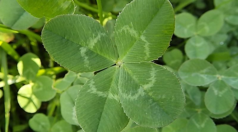 Gioielli portafortuna, il quadrifoglio prezioso